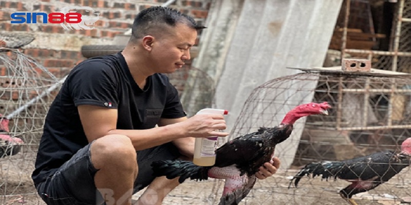 Các giống gà trọi phổ biến tại Việt Nam Các giống gà trọi phổ biến tại Việt Nam