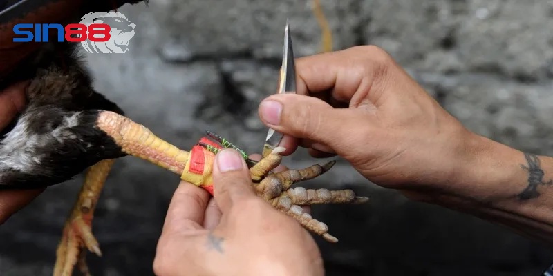 Giới thiệu tổng quan về đá gà cựa dao sin88 Giới thiệu tổng quan về đá gà cựa dao sin88