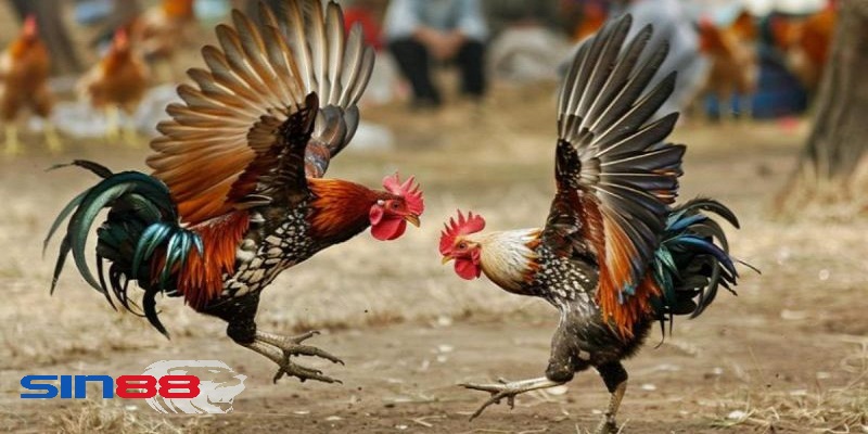 meo choi da ga sin88 hieu qua Mẹo chơi đá gà sin88 hiệu quả