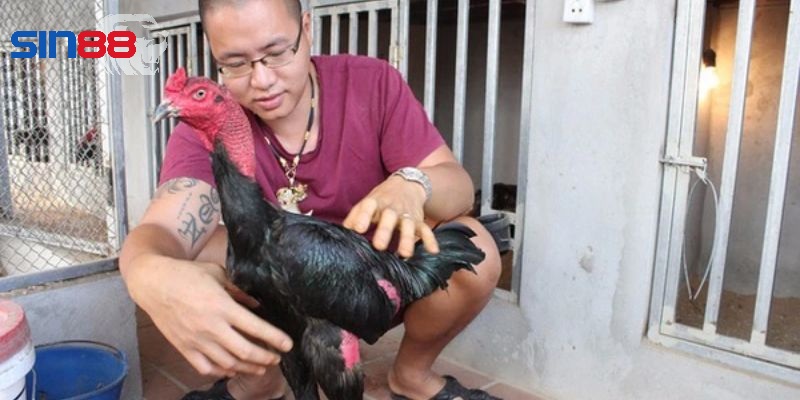 Những điều thú vị khác về gà trọi Những điều thú vị khác về gà trọi